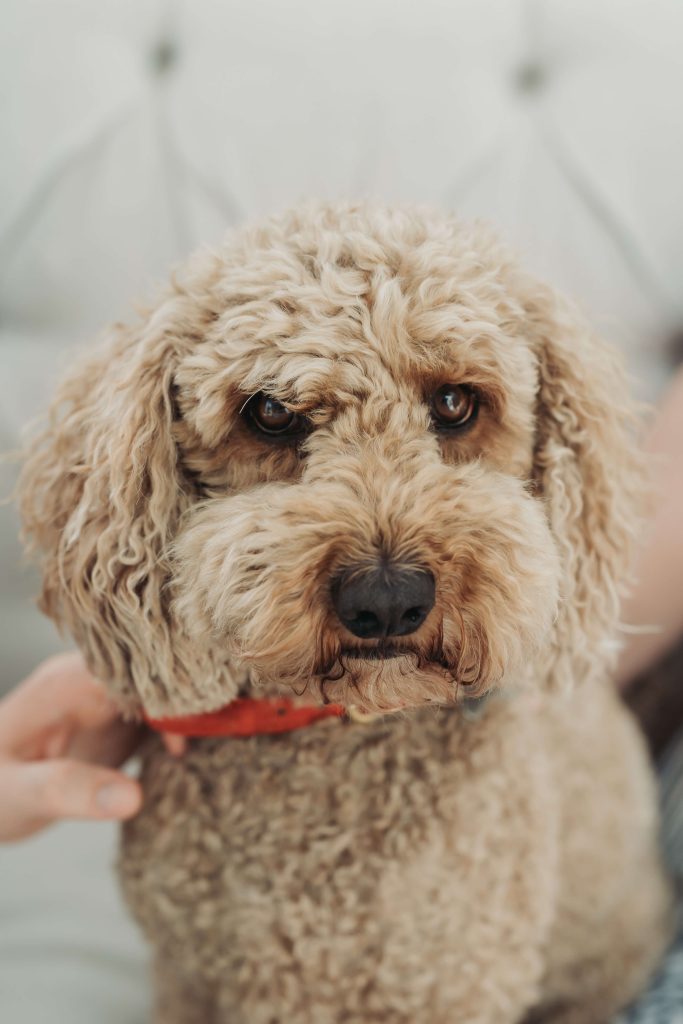 cockerpoo dog
