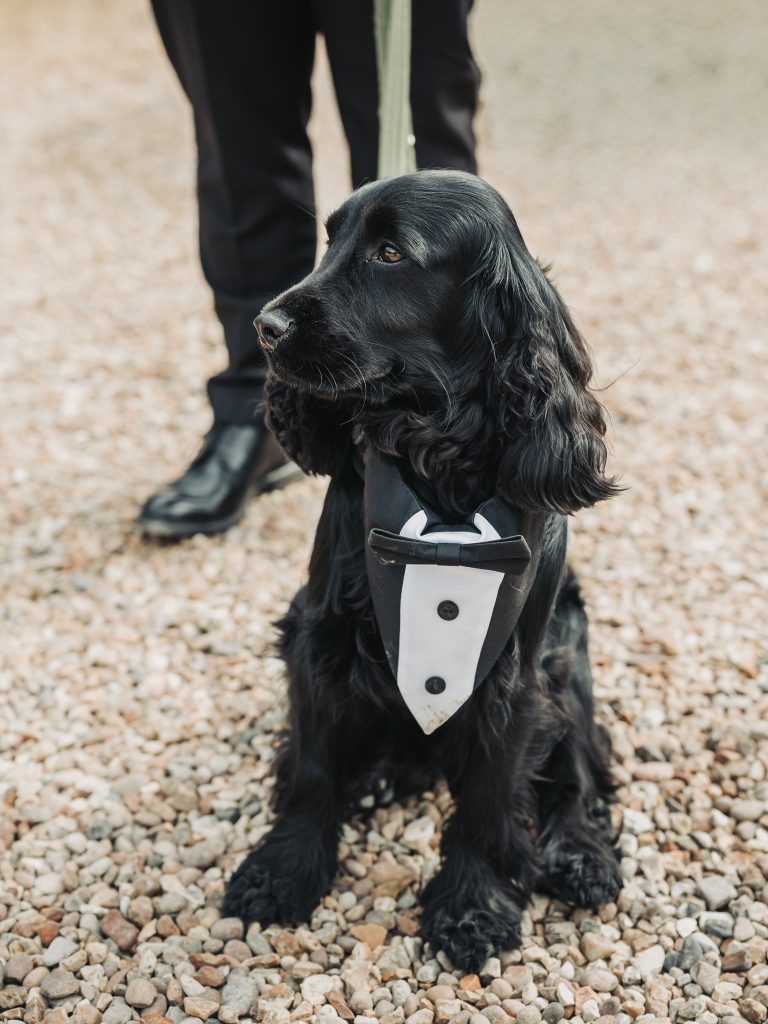 spaniel dog in wedding tux