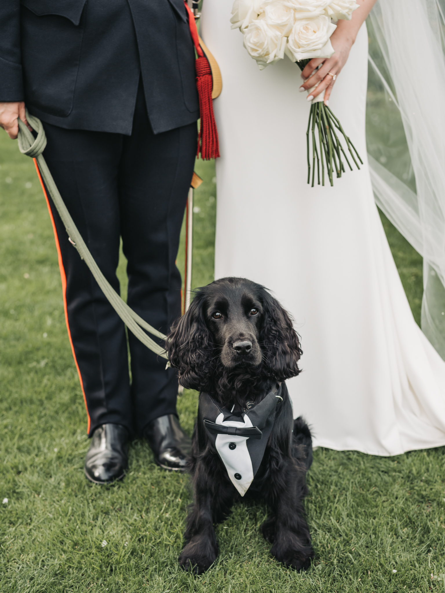 close up of dog wearing wedding tux