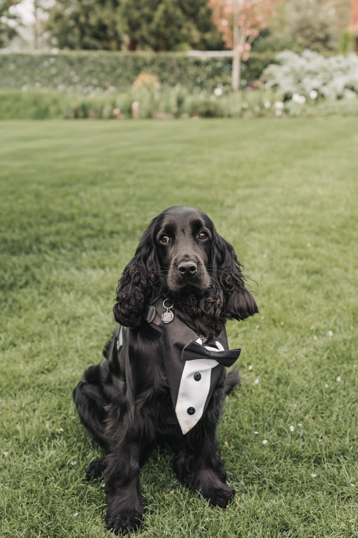 dog in tux